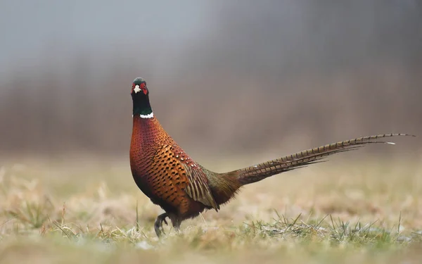 Close View Ringneck Pheasant Natural Habitat — Stock Photo, Image