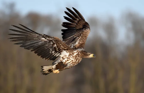 Aquila Dalla Coda Bianca Che Vola Habitat Naturale — Foto Stock