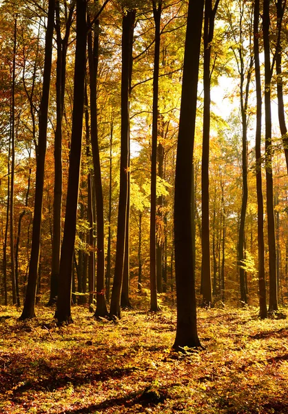 Krásné Ráno Podzimním Lese — Stock fotografie