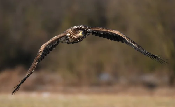 White Tailed Eagle Flying Natural Habitat — Stock Photo, Image