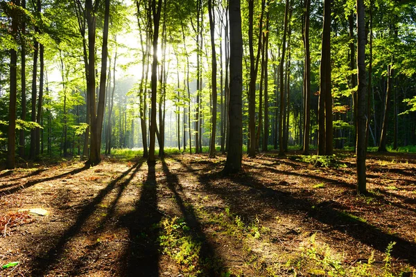 Bella Mattina Con Raggi Sole Nella Foresta — Foto Stock