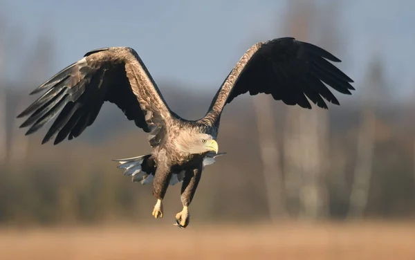 Seeadler Fliegen Natürlichem Lebensraum — Stockfoto