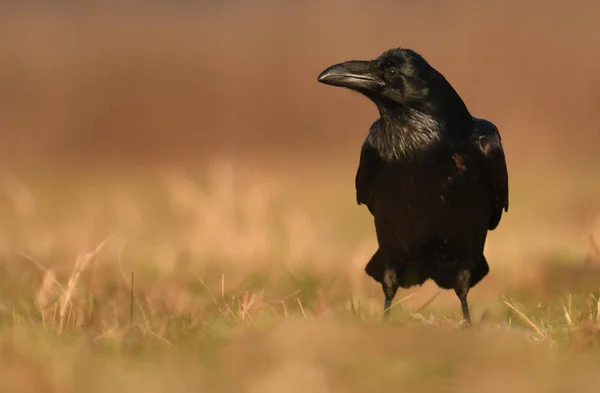 Ortak Raven Doğal Ortamlarında Görünümünü Kapat — Stok fotoğraf