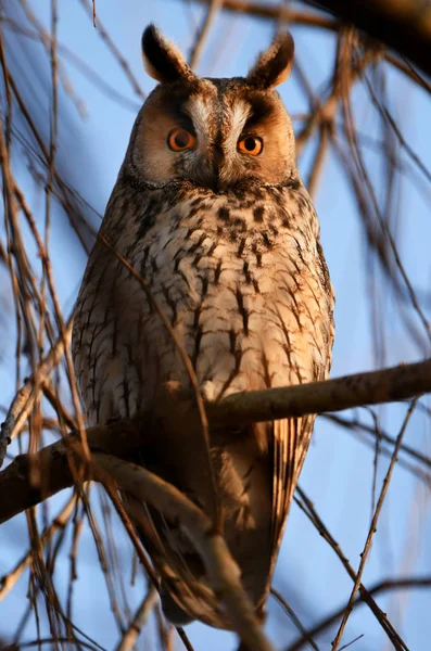 Close View Long Eared Owl — Stock Photo, Image