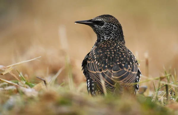 Close View Starling Naturalo Habitat — Stock Photo, Image