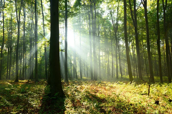 Bella Mattina Con Raggi Sole Nella Foresta — Foto Stock