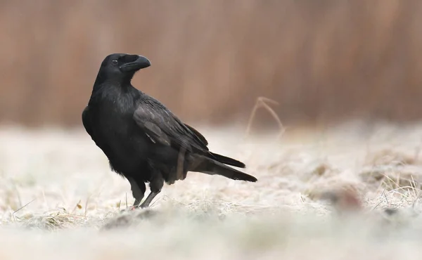 Vista Cerca Common Raven Hábitat Natural —  Fotos de Stock