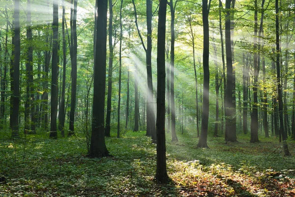 Vacker Morgon Med Solstrålar Skogen — Stockfoto