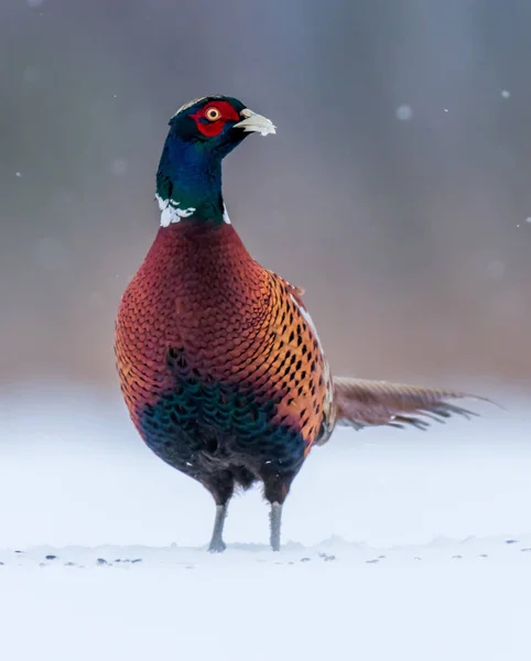 Close View Ringneck Pheasant Natural Habitat — Stock Photo, Image