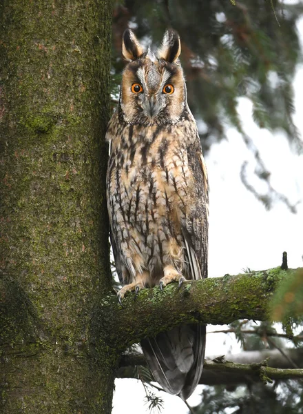 Close View Long Eared Owl — Stock Photo, Image