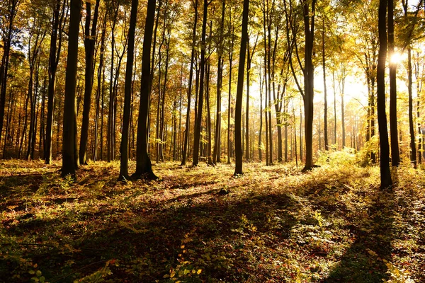 Belle Matinée Dans Forêt Automne — Photo