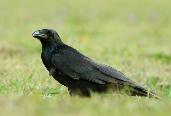 Vista Cerca Common Raven Hábitat Natural —  Fotos de Stock