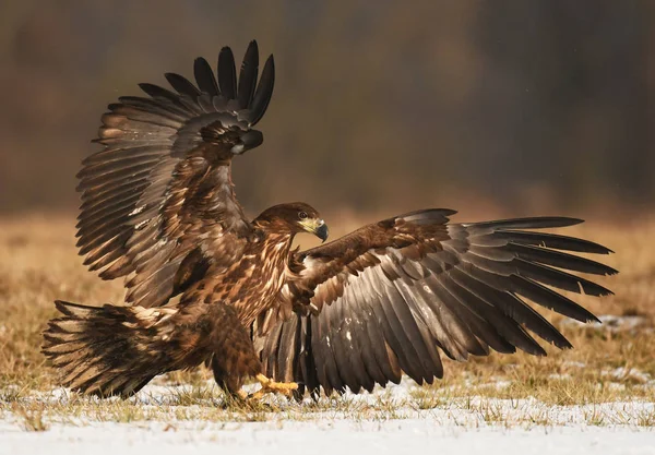 Vit Tailed Eagle Flyger Naturliga Livsmiljö — Stockfoto