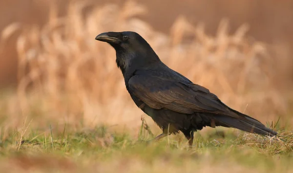 Vista Cerca Common Raven Hábitat Natural —  Fotos de Stock