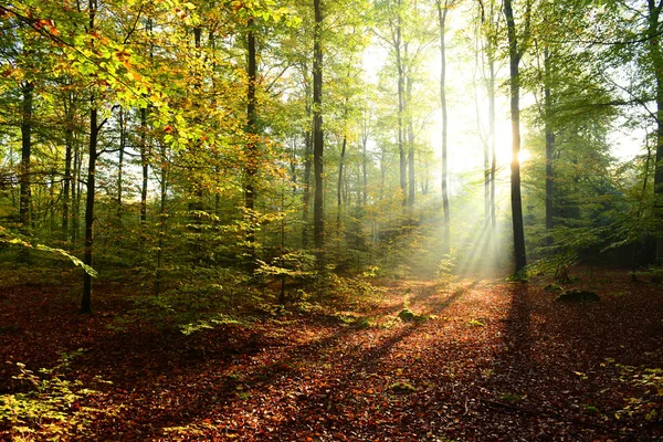 Bela Manhã Com Raios Sol Floresta — Fotografia de Stock