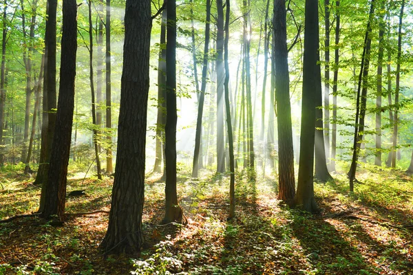 Mooie Ochtend Met Zonnestralen Het Bos — Stockfoto