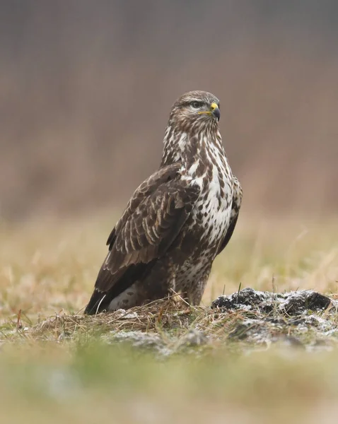 自然栖息地常见秃鹰的特写图 — 图库照片