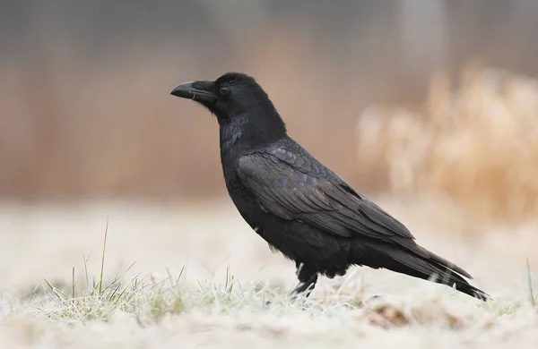 Close Van Gemeenschappelijke Raven Natuurlijke Habitat — Stockfoto