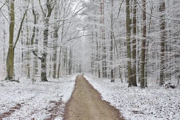 Krásný Zimní Les Pokrytý Sněhem — Stock fotografie