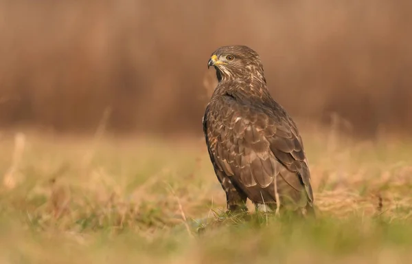 Close View Common Buzzard Natural Habitat — Stock Photo, Image