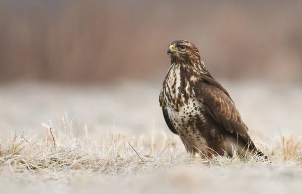 Vista Perto Buzzard Comum Habitat Natural — Fotografia de Stock