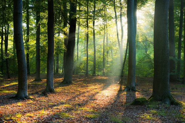 Piękny Poranek Promieni Słonecznych Lesie — Zdjęcie stockowe