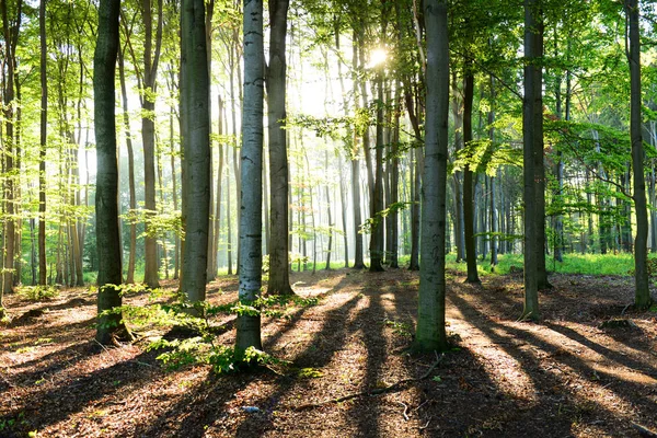 Bela Manhã Com Raios Sol Floresta — Fotografia de Stock