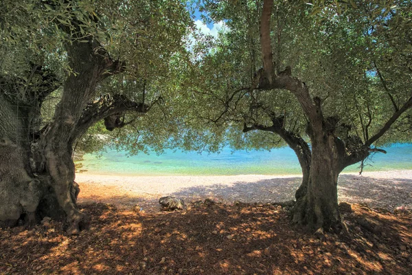 Azeitonas Praia Horgota Kefalonia Grécia — Fotografia de Stock
