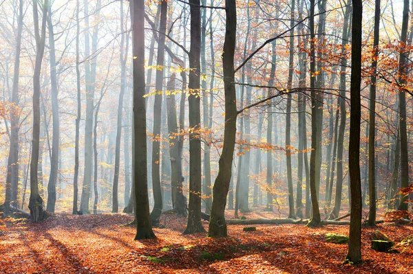 Bella Mattina Con Raggi Sole Nella Foresta — Foto Stock