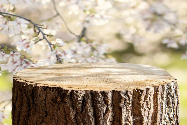 Empty Tree Trunk Display Montages — Stock Photo, Image