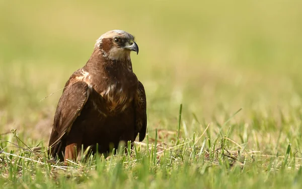 Vista Perto Pântano Harrier Habitat Natural — Fotografia de Stock