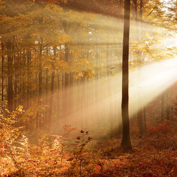 Beau Soleil Dans Forêt Automnale Matin — Photo