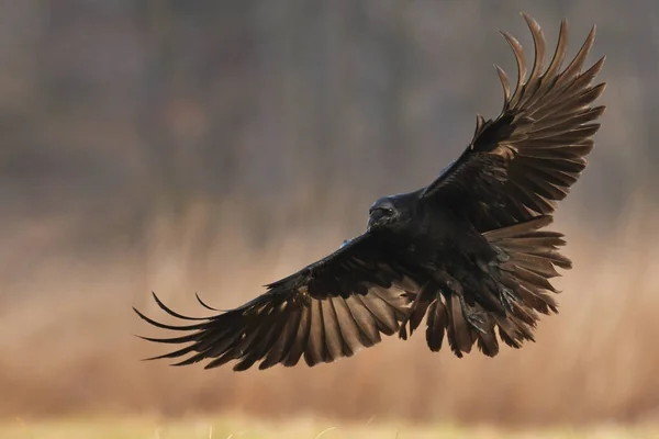 Corbeau Commun Volant Dans Habitat Naturel — Photo