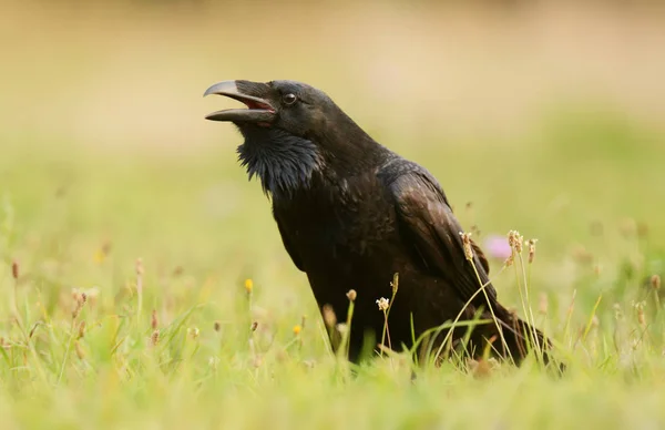Zár Megjelöl Kilátás Természetes Élőhely Közös Raven — Stock Fotó