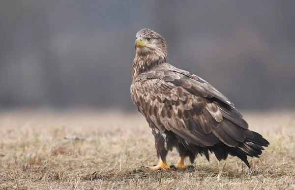 Vista Cerca Del Águila Cola Blanca —  Fotos de Stock