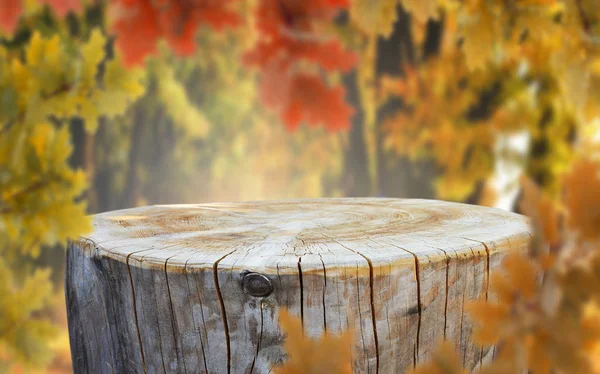 Tronco Árbol Vacío Para Montajes Exhibición — Foto de Stock