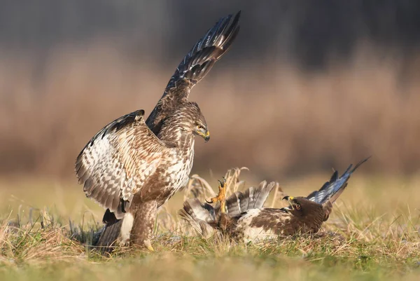 Common Buzzards Fighting Close — Stock Photo, Image