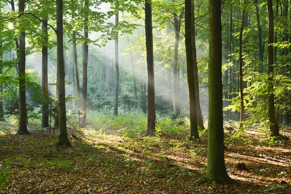 Schöner Morgen Mit Sonnenstrahlen Wald — Stockfoto