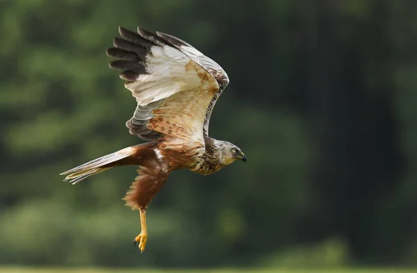 Zblízka Pohled Marsh Harrier Přirozeném Prostředí — Stock fotografie