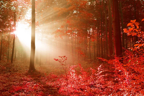 Bela Floresta Mística Outono Com Luz Sol — Fotografia de Stock