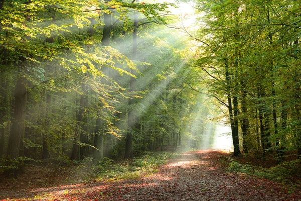 Belle Matinée Avec Des Rayons Soleil Dans Forêt — Photo