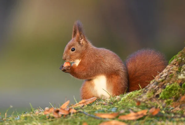 Nahaufnahme Von Entzückenden Roten Eichhörnchen — Stockfoto