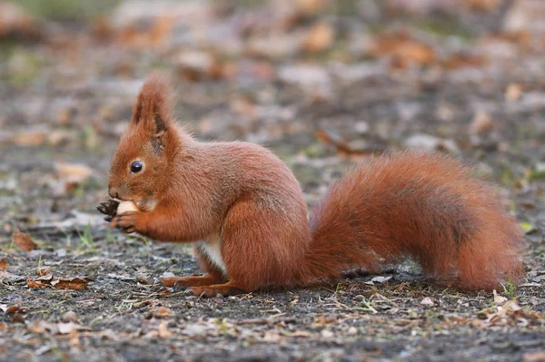 Närbild Bild Bedårande Ekorre — Stockfoto