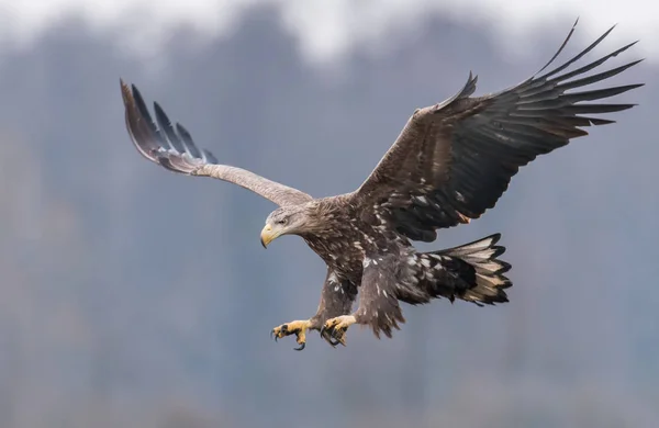 White Tailed Eagle Vliegen Natuurlijke Habitat — Stockfoto