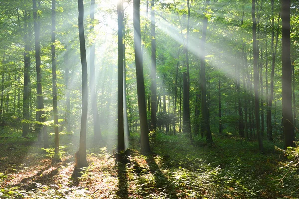 Bela Manhã Com Raios Sol Floresta — Fotografia de Stock