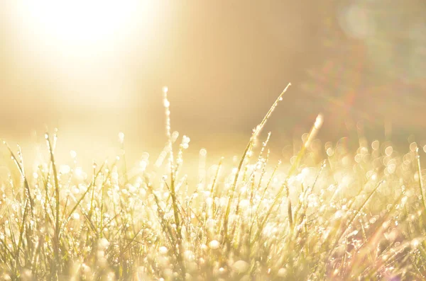 Groen Gras Met Dauw Ochtend Zonlicht Voorjaar Achtergrond — Stockfoto