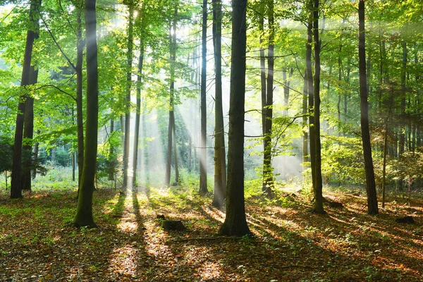Bella Mattina Con Raggi Sole Nella Foresta — Foto Stock