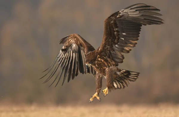 白尾鹰在自然栖息地飞翔 — 图库照片