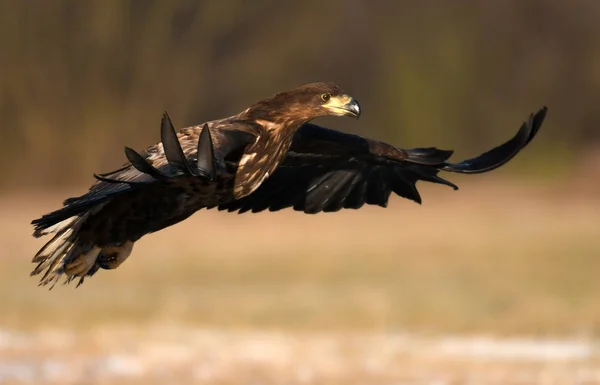 Águila Cola Blanca Volando Hábitat Natural — Foto de Stock