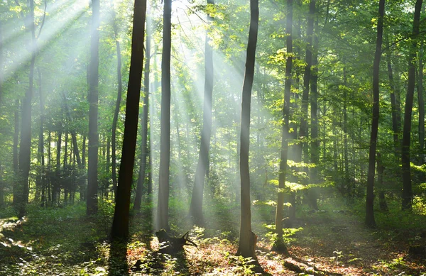 Bela Manhã Com Raios Sol Floresta — Fotografia de Stock